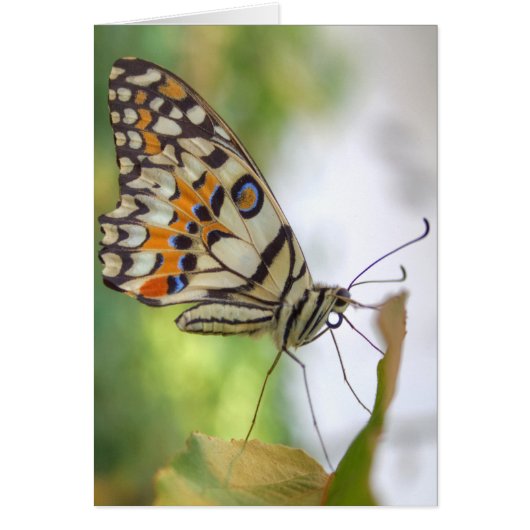 Papilio demoleus (Voorkant)