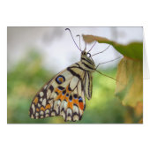 Papilio demoleus (Voorkant Horizontaal)