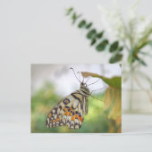 Papilio demoleus briefkaart (Staand voorkant)