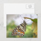 Papilio demoleus briefkaart (Voorkant / Achterkant)