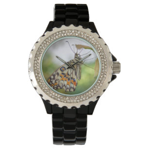 Papilio demoleus horloge