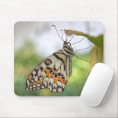 Papilio demoleus muismat (Met muis)