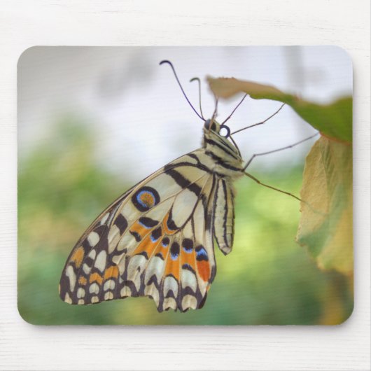 Papilio demoleus muismat (Voorkant)