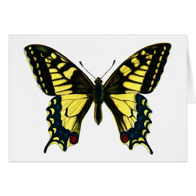Papilio machaon (Voorkant Horizontaal)