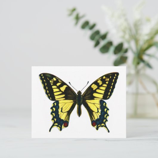 Papilio machaon briefkaart (Staand voorkant)