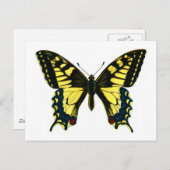 Papilio machaon briefkaart (Voorkant / Achterkant)