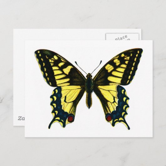 Papilio machaon briefkaart (Voorkant / Achterkant)