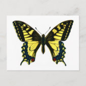 Papilio machaon briefkaart (Voorkant)