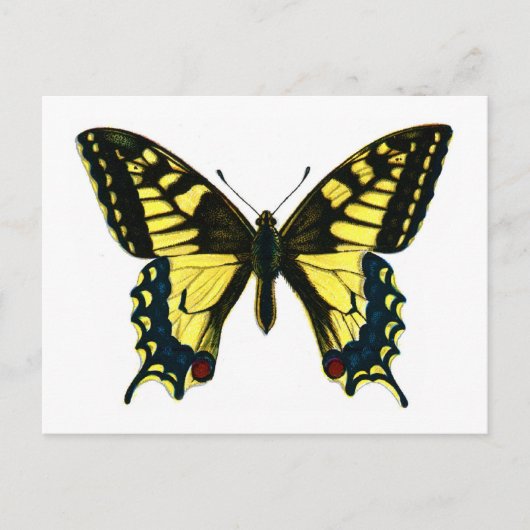Papilio machaon briefkaart (Voorkant)