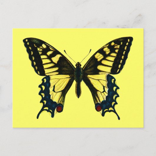 Papilio machaon briefkaart (Voorkant)