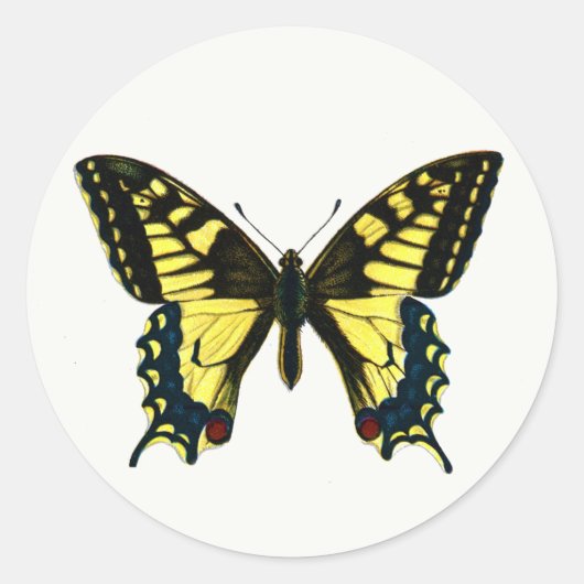 Papilio machaon - Old World Swallowtail Butterfly Ronde Sticker (Voorkant)