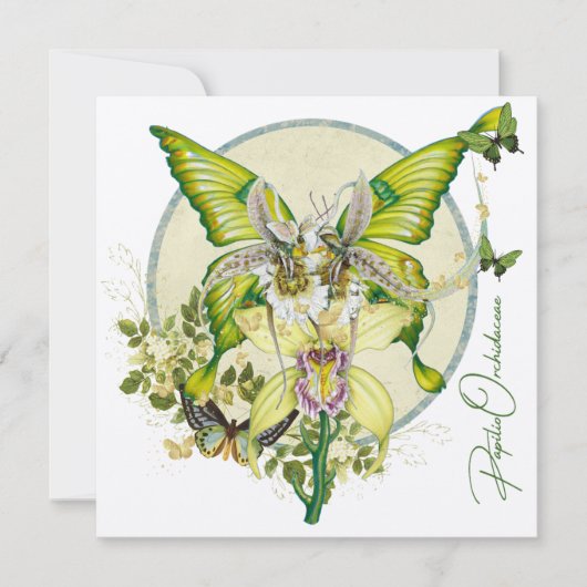 Papilio Orchidaceae (Voorkant)