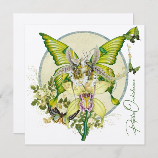 Papilio Orchidaceae (Voorkant / Achterkant)