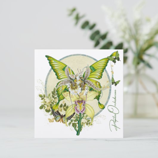 Papilio Orchidaceae (Staand voorkant)