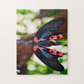 Papilio Rumanzovia Butterfly. Legpuzzel (Verticaal)