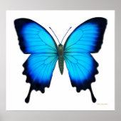 Papilio Ulysses Butterfly Poster (Voorkant)