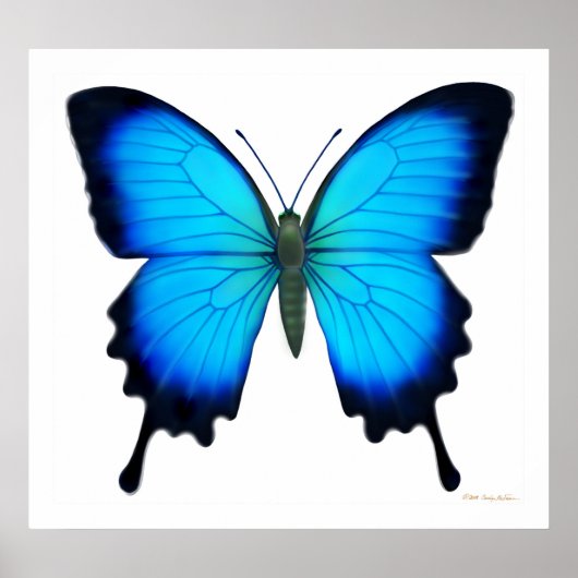 Papilio Ulysses Butterfly Poster (Voorkant)