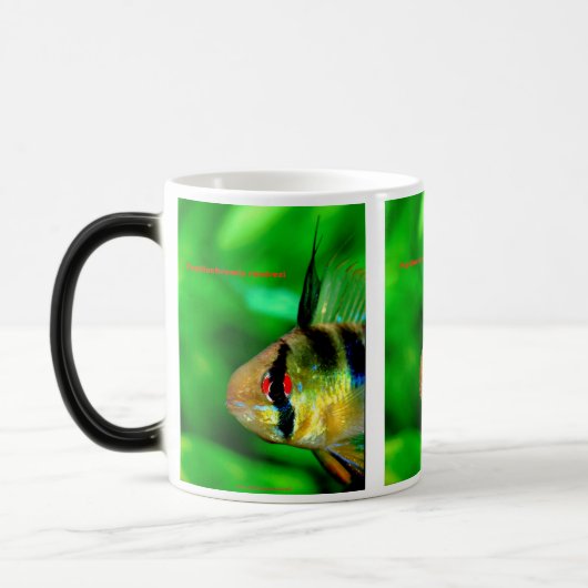 Papiliochromis ramirezi magische mok (Links)