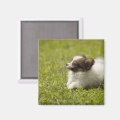 Papillon 2 magneet (Voorkant / Achterkant)