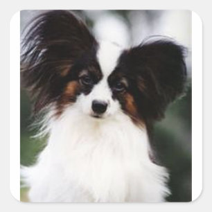 Papillon 2 vierkante sticker