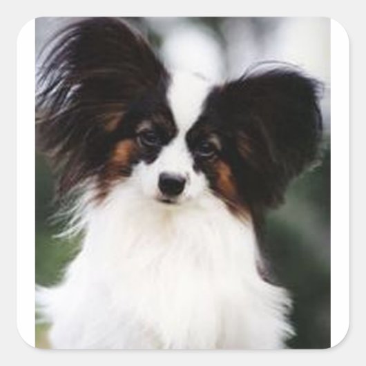 Papillon 2 vierkante sticker (Voorkant)