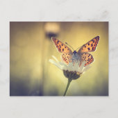 Papillon Argus Briefkaart (Voorkant)