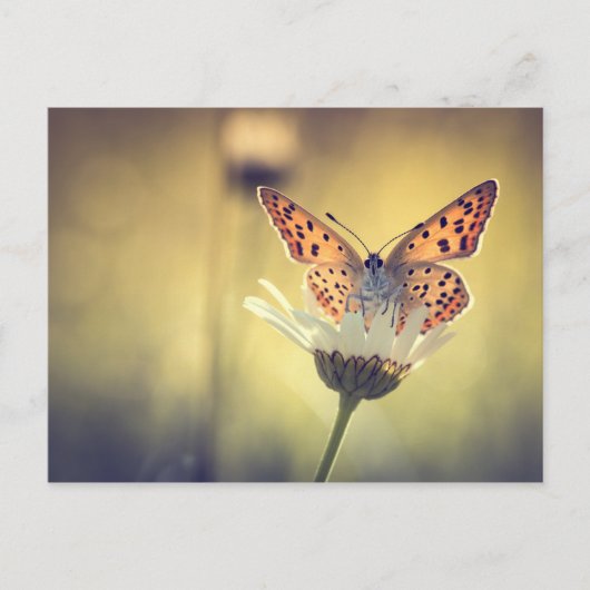 Papillon Argus Briefkaart (Voorkant)