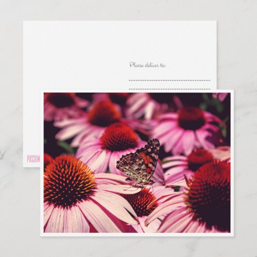 Papillon Briefkaart (Voorkant / Achterkant)