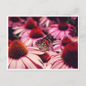 Papillon Briefkaart (Voorkant)