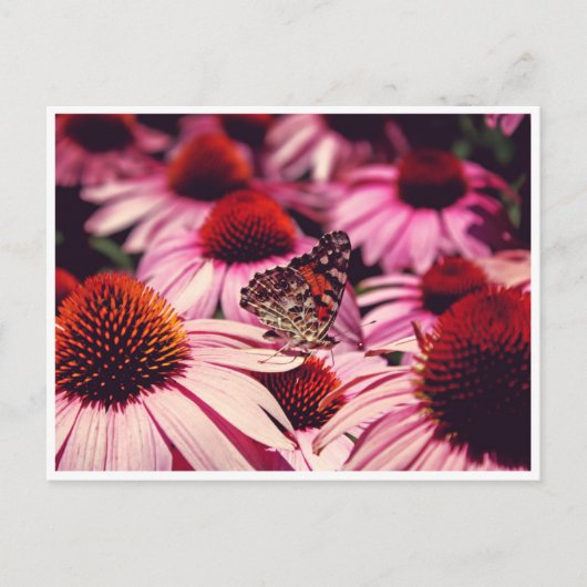 Papillon Briefkaart (Voorkant)