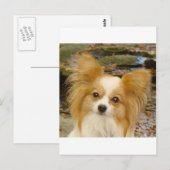 Papillon Briefkaart (Voorkant / Achterkant)