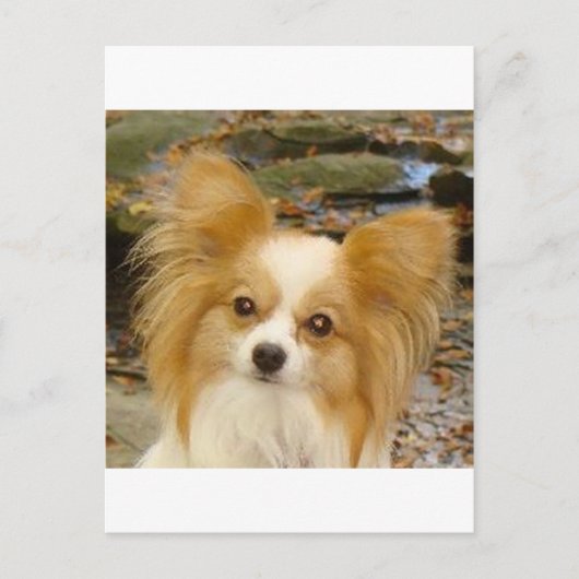 Papillon Briefkaart (Voorkant)