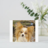 Papillon Briefkaart (Staand voorkant)