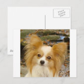 Papillon Briefkaart (Voorkant / Achterkant)