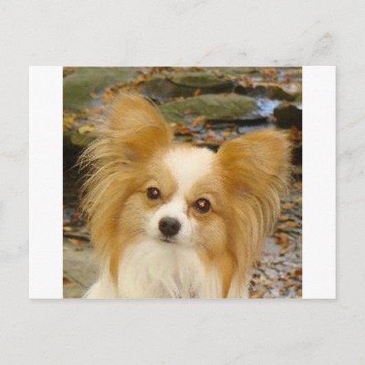 Papillon Briefkaart (Voorkant)