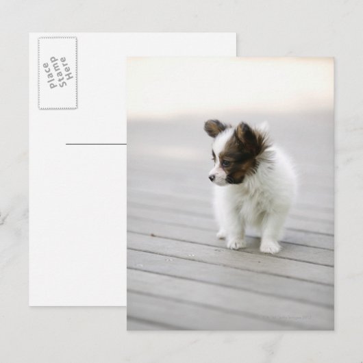 Papillon Briefkaart (Voorkant / Achterkant)