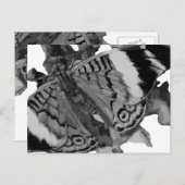 papillon briefkaart (Voorkant / Achterkant)