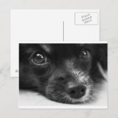 papillon briefkaart (Voorkant / Achterkant)
