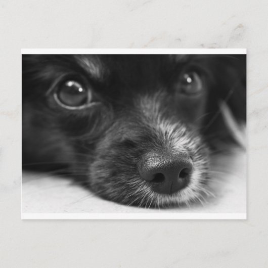 papillon briefkaart (Voorkant)