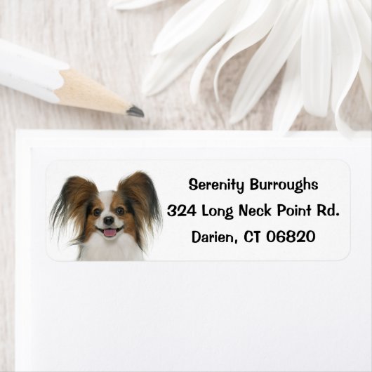 Papillon Bruin & Witte Puppy Hond Etiket (Insitu)