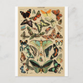 Papillon Butterfly Wings Vintage Postcard Briefkaart (Voorkant)