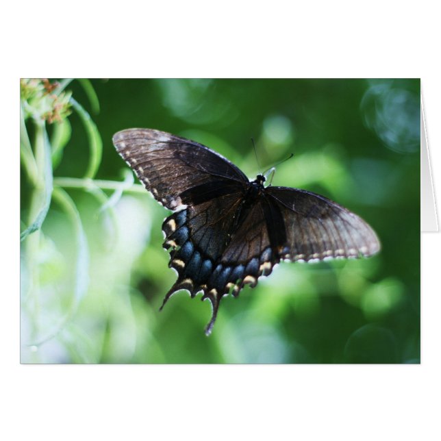 "papillon de jardin" van Larry Coressel (Voorkant Horizontaal)