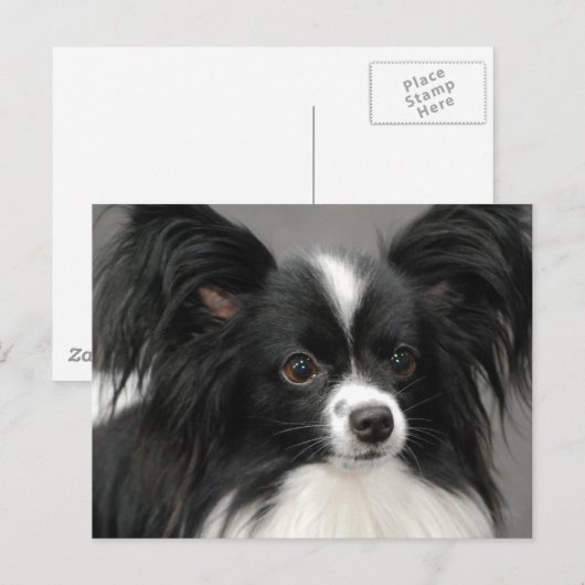 Papillon Dog Briefkaart (Voorkant / Achterkant)