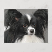 Papillon Dog Briefkaart (Voorkant)