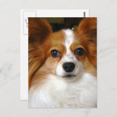 Papillon Dog Briefkaart (Voorkant / Achterkant)