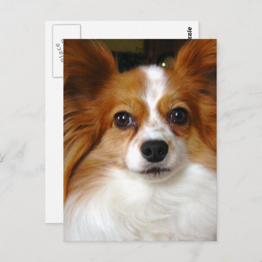 Papillon Dog Briefkaart (Voorkant / Achterkant)