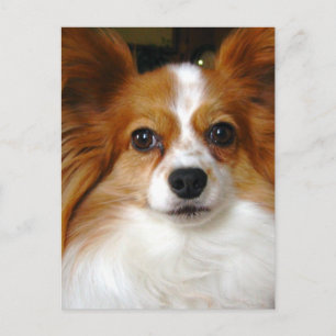 Papillon Dog Briefkaart