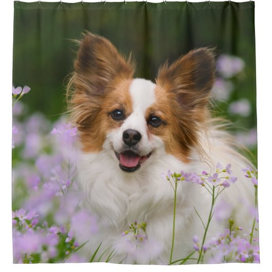 Papillon Dog Cute Portrait, Tub Douchegordijn (Voorkant)