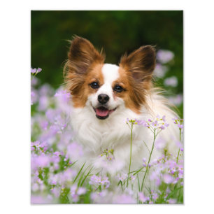Papillon Dog Cute Romantic Portrait Foto - Foto Afdruk