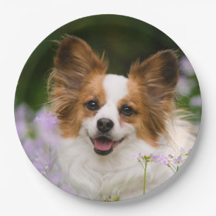 Papillon Dog Cute Romantic Portrait Foto - Papieren Bordje